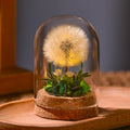 Dried flower night light, glass dome, view 1